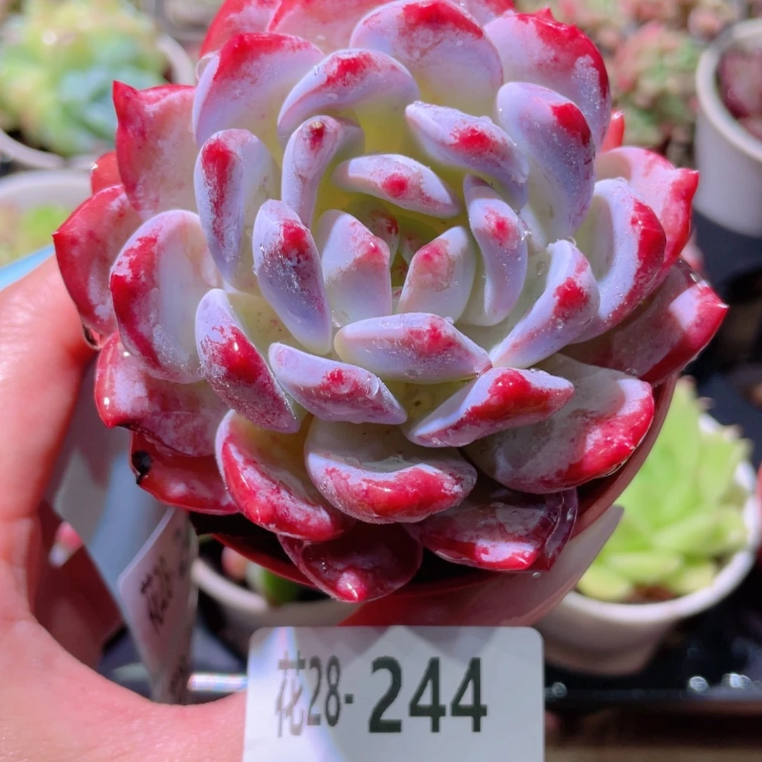 花利美28-244橙梦露