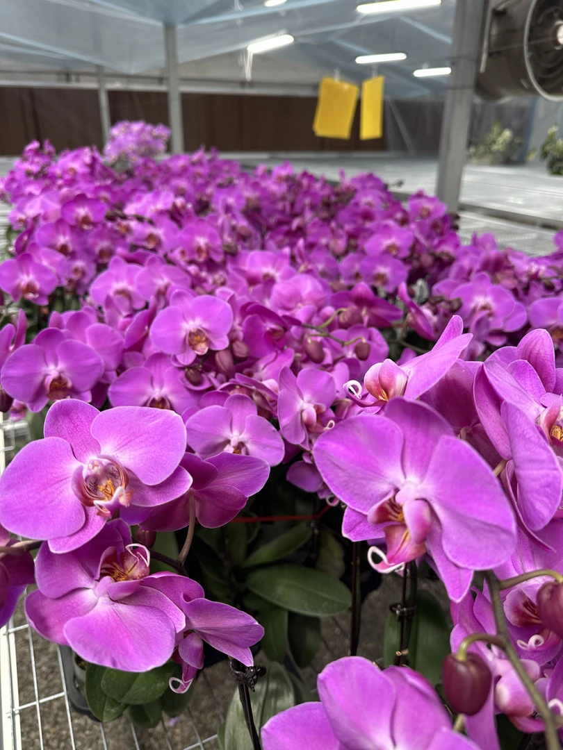 孟菲斯蝴蝶兰鲜花盆栽