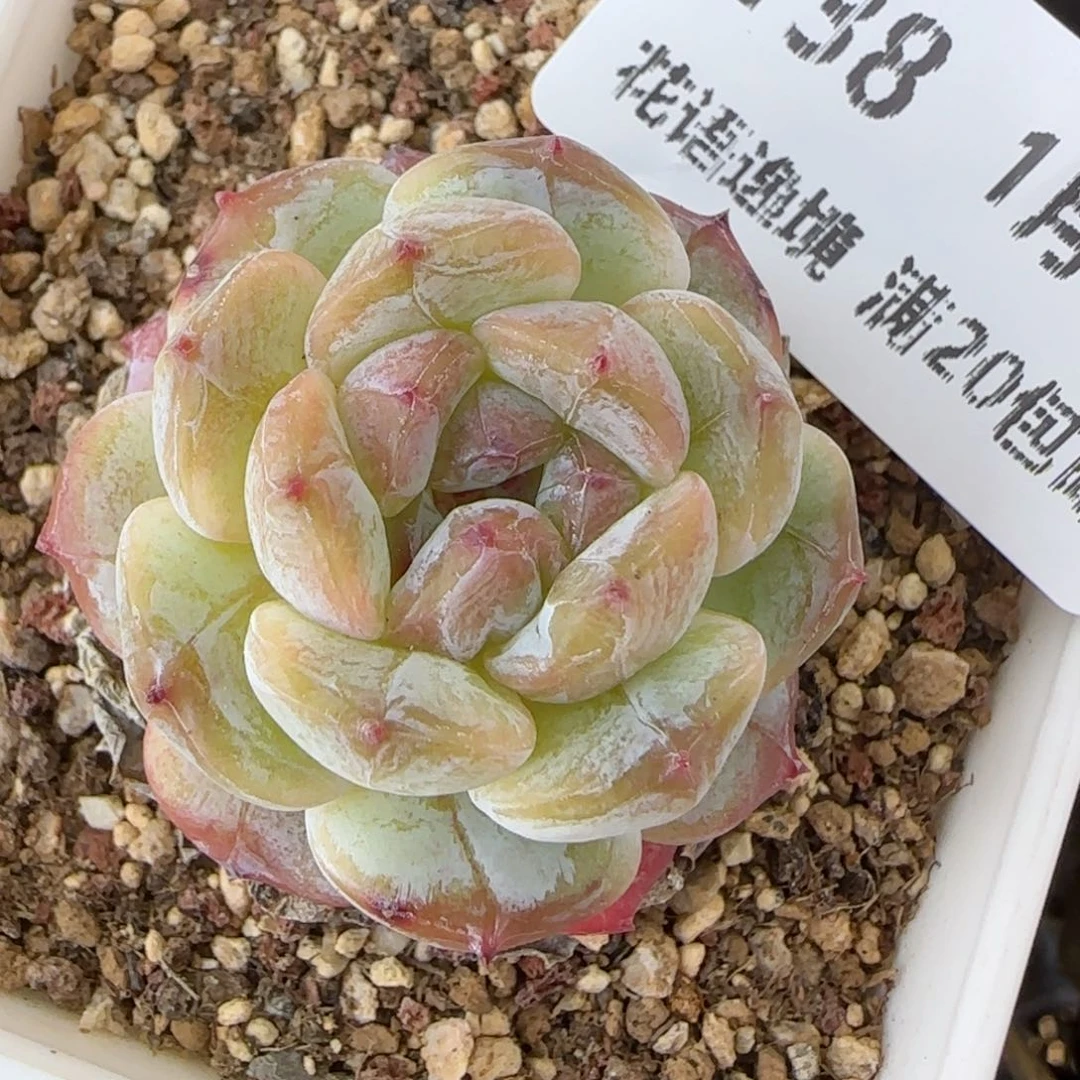 花语逸境0131-138