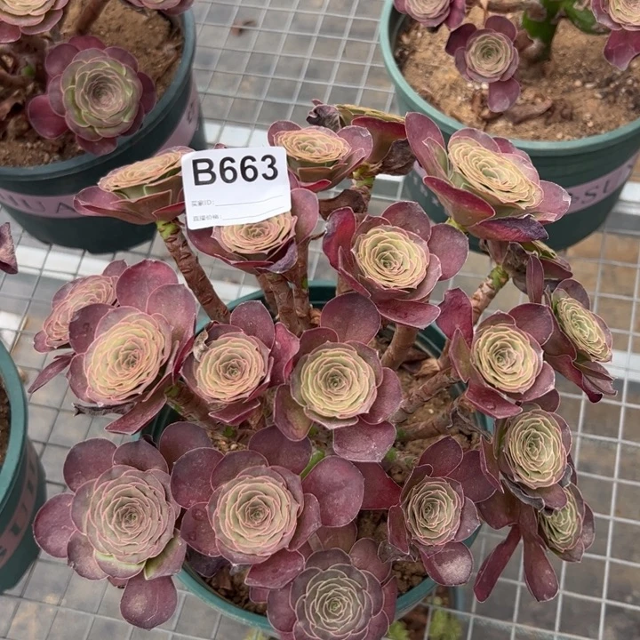 663魅金玫瑰朵朵25厘米左右