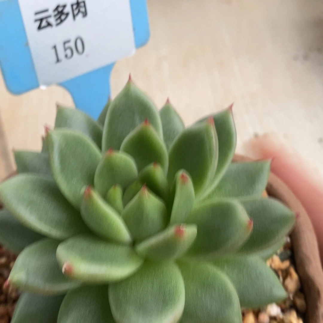 150-直播福利-东云系列