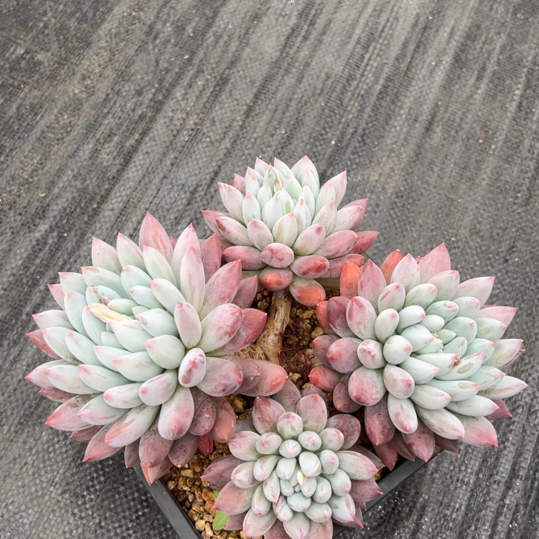 121711111111111111111111