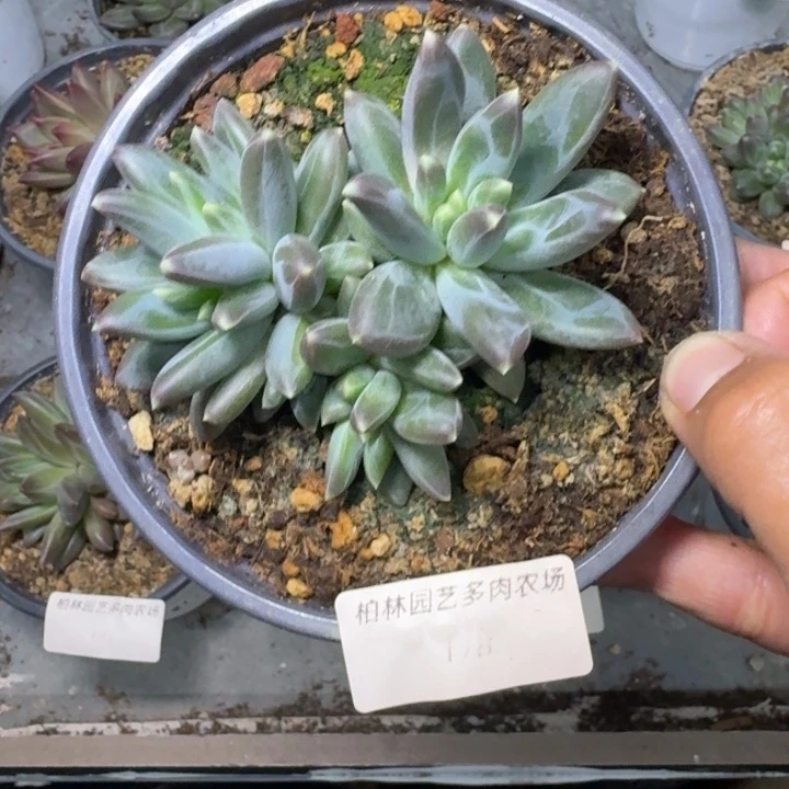 美人杂交  一物一拍