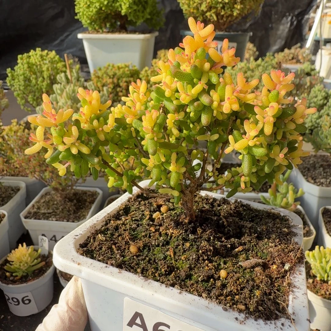 A607糖球水蜜桃锦