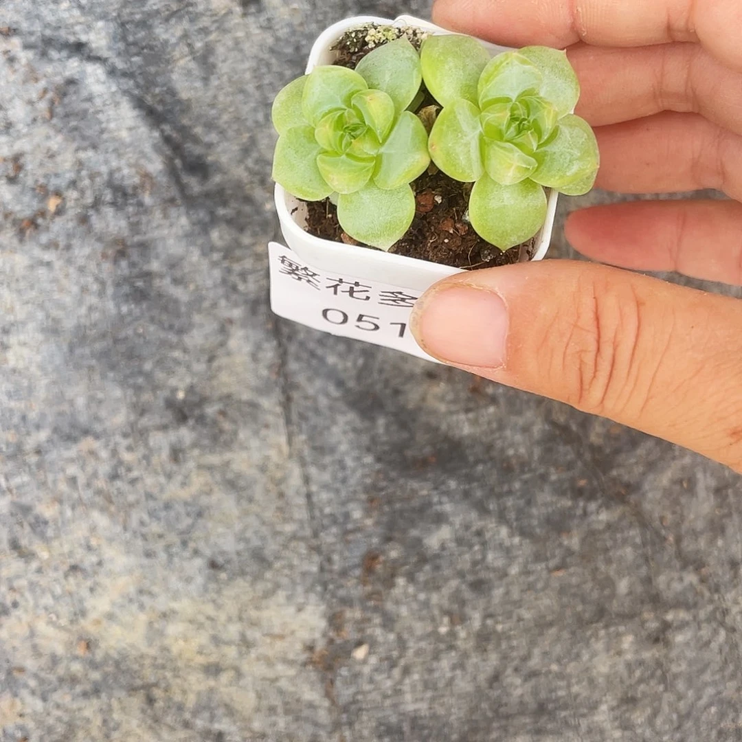 051号833 中苗盆一个满25包邮