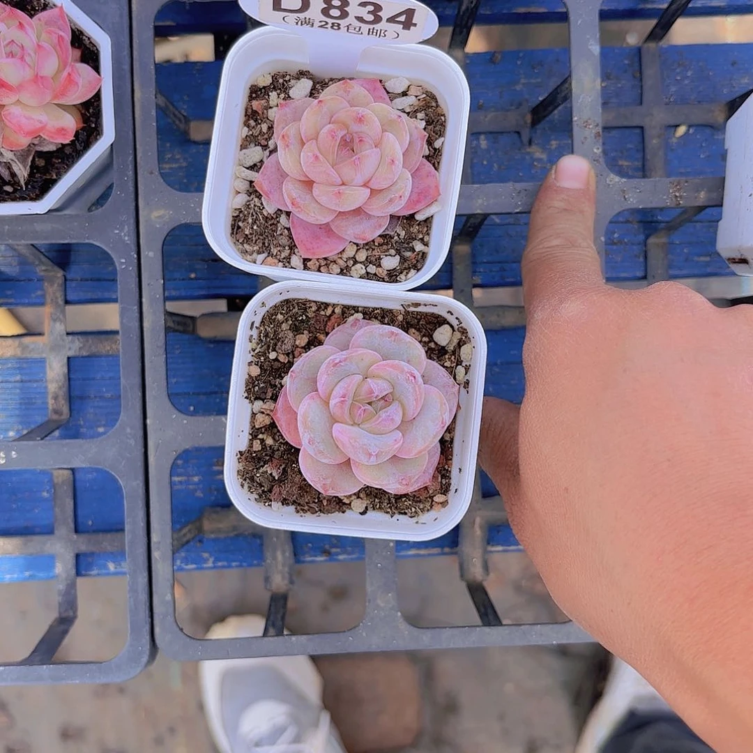 铜***.D834两颗一物一拍