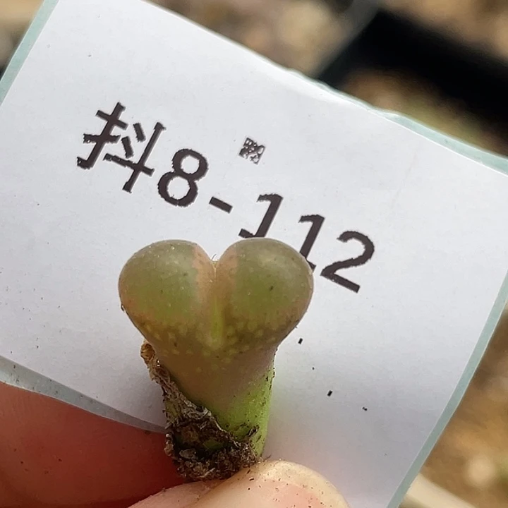 8-112小苗c10多肉植物