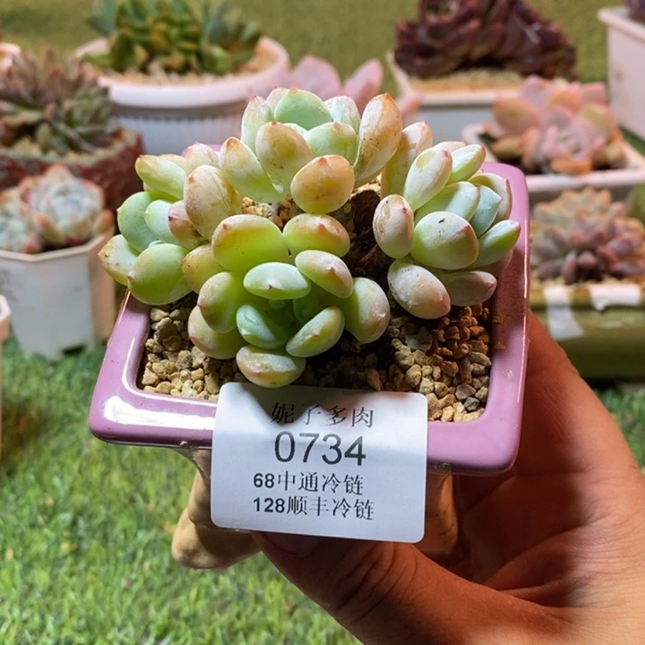 0734啊啊啊啊啊啊啊啊啊