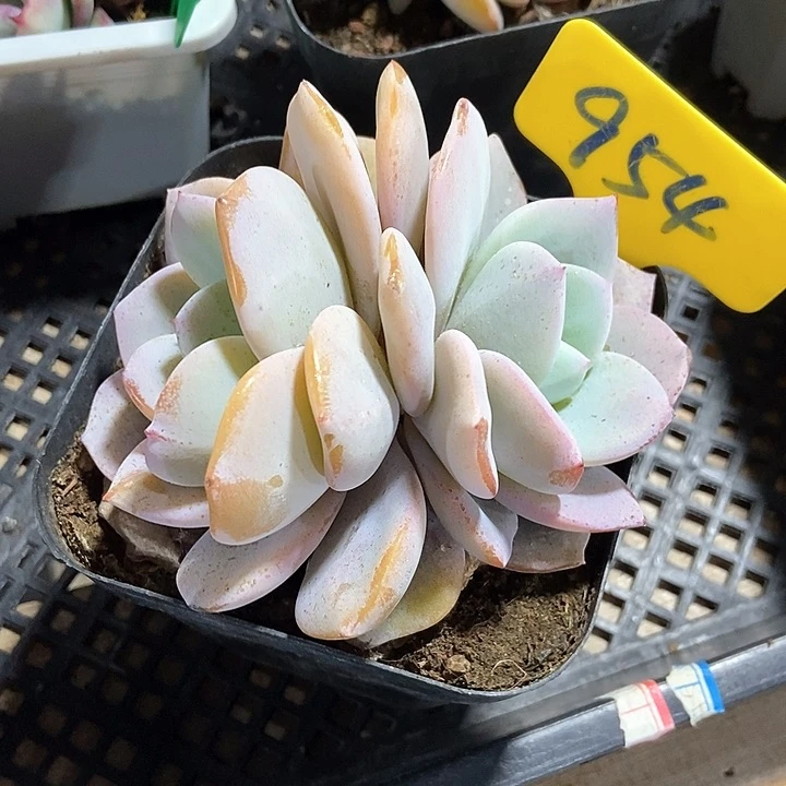 厚*多肉植物韩版奶茶954