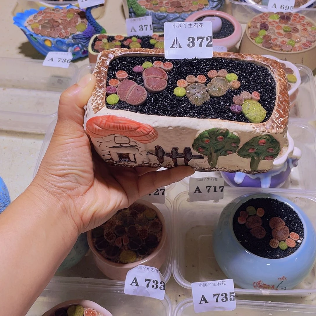 372生石花试试吧生石花