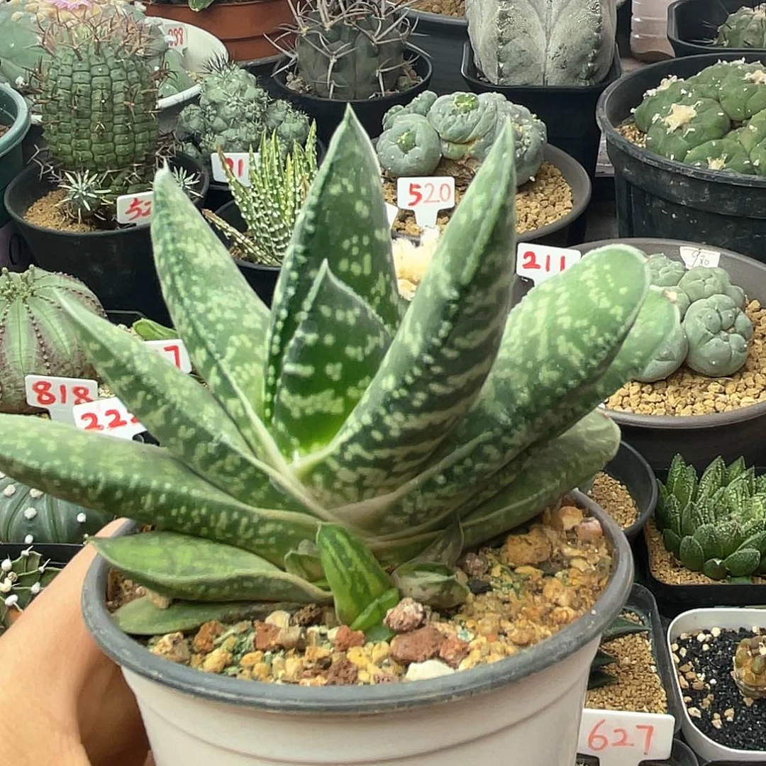 实生旋转卧牛好多侧芽