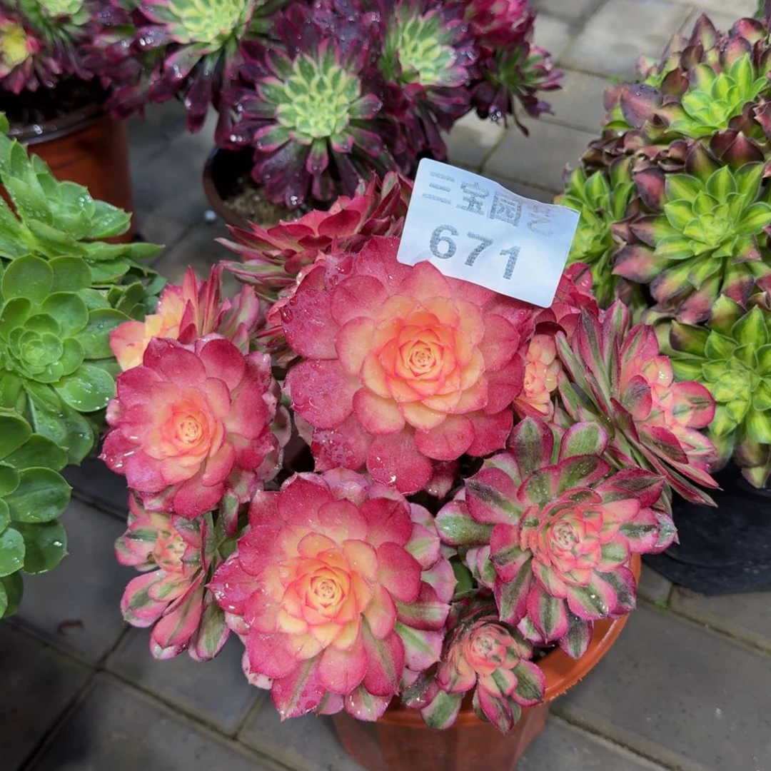 多肉植物671荔枝