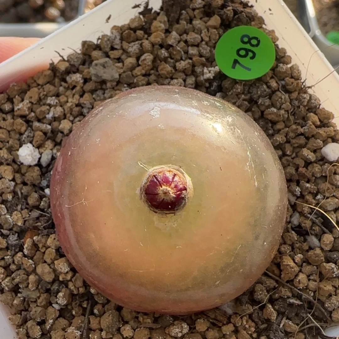 灯泡3.9多肉植物798