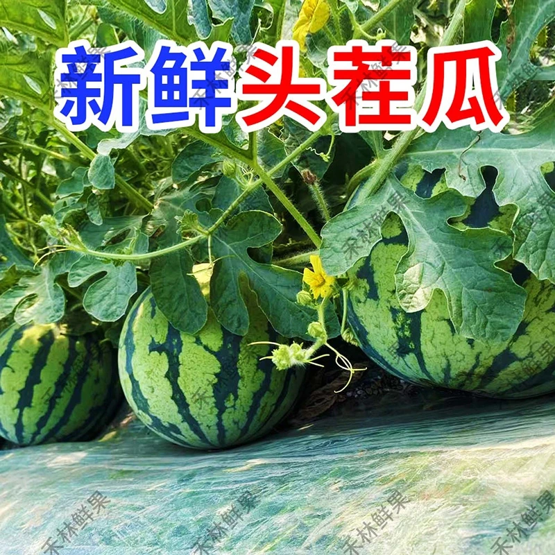 【新粉专属】麒麟西瓜正宗8424美都西瓜头茬有籽无籽混发原产地现摘