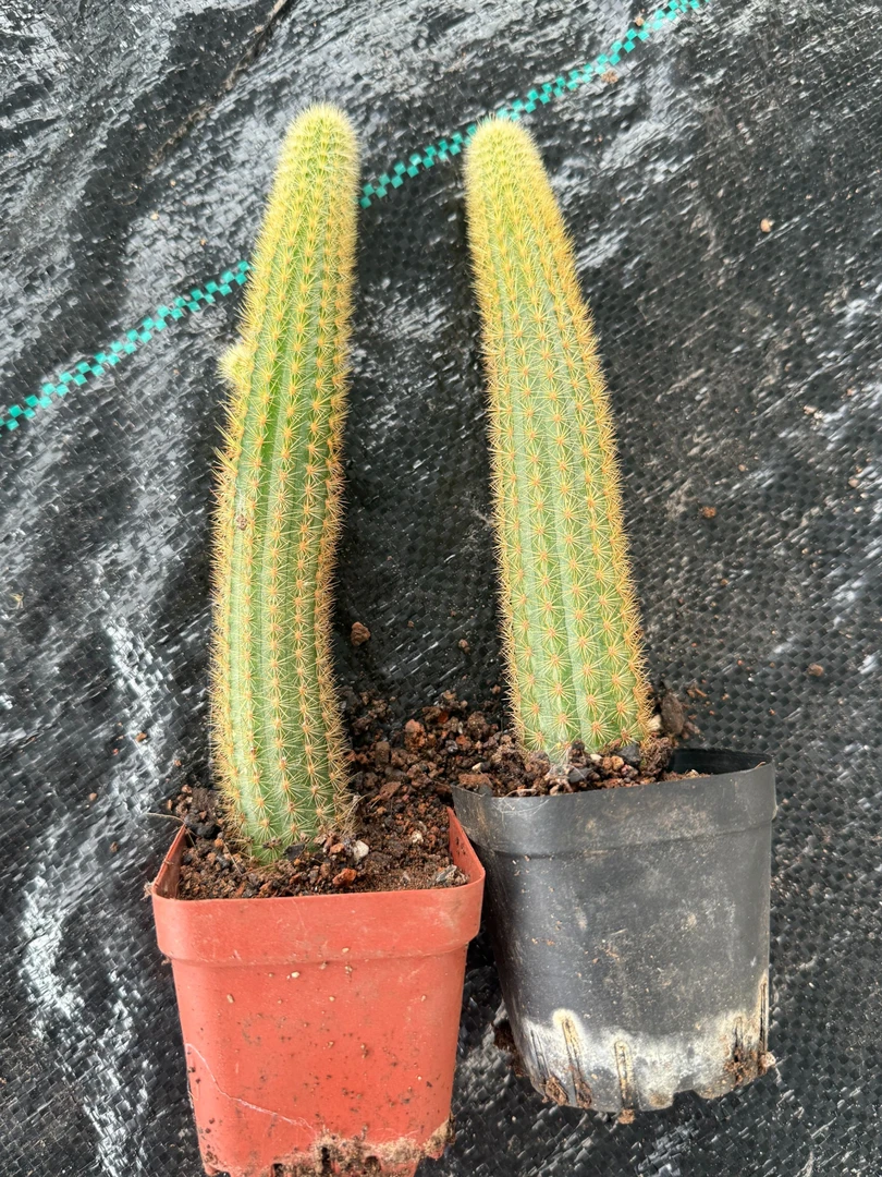 紫水晶金妞高度15公分起2颗【脱土发货】