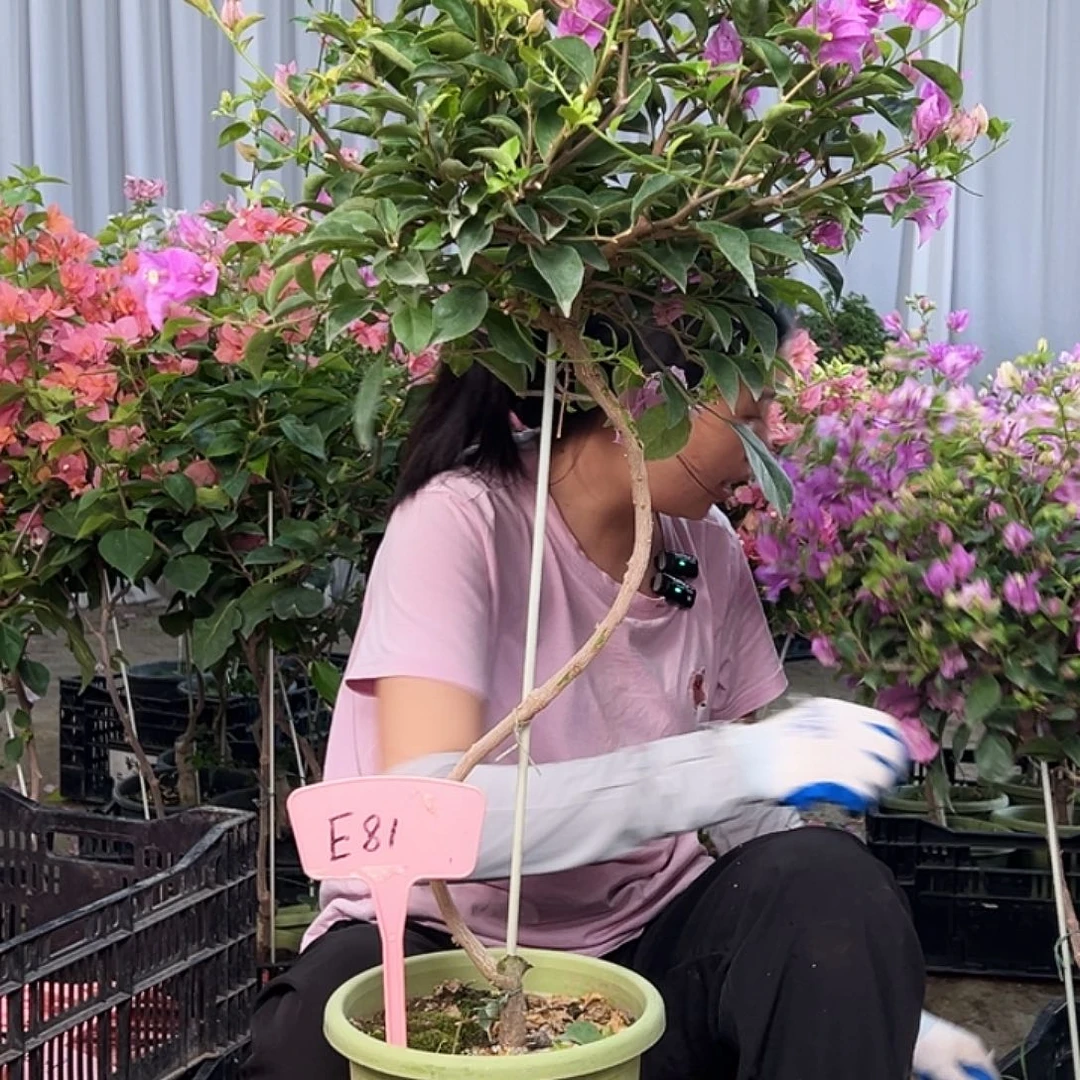 一***言大部分花苞少量开放E81雪紫