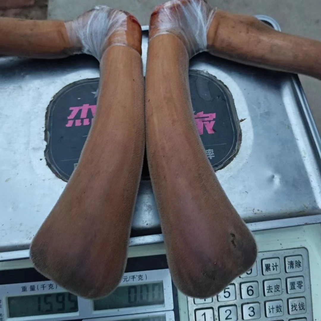 新鲜整只二杠可煲汤泡酒产地直发食用滋补