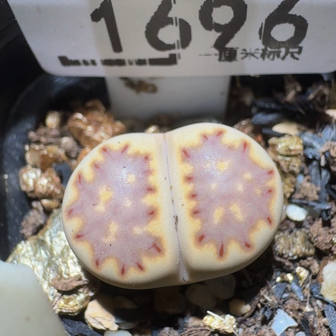 zzzzz生石花肉锥1696漫画