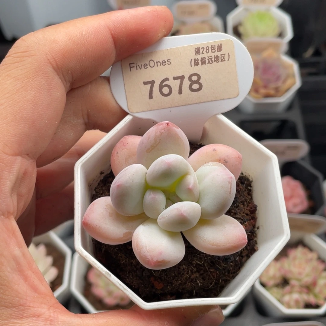 香水7678-5.5厘米