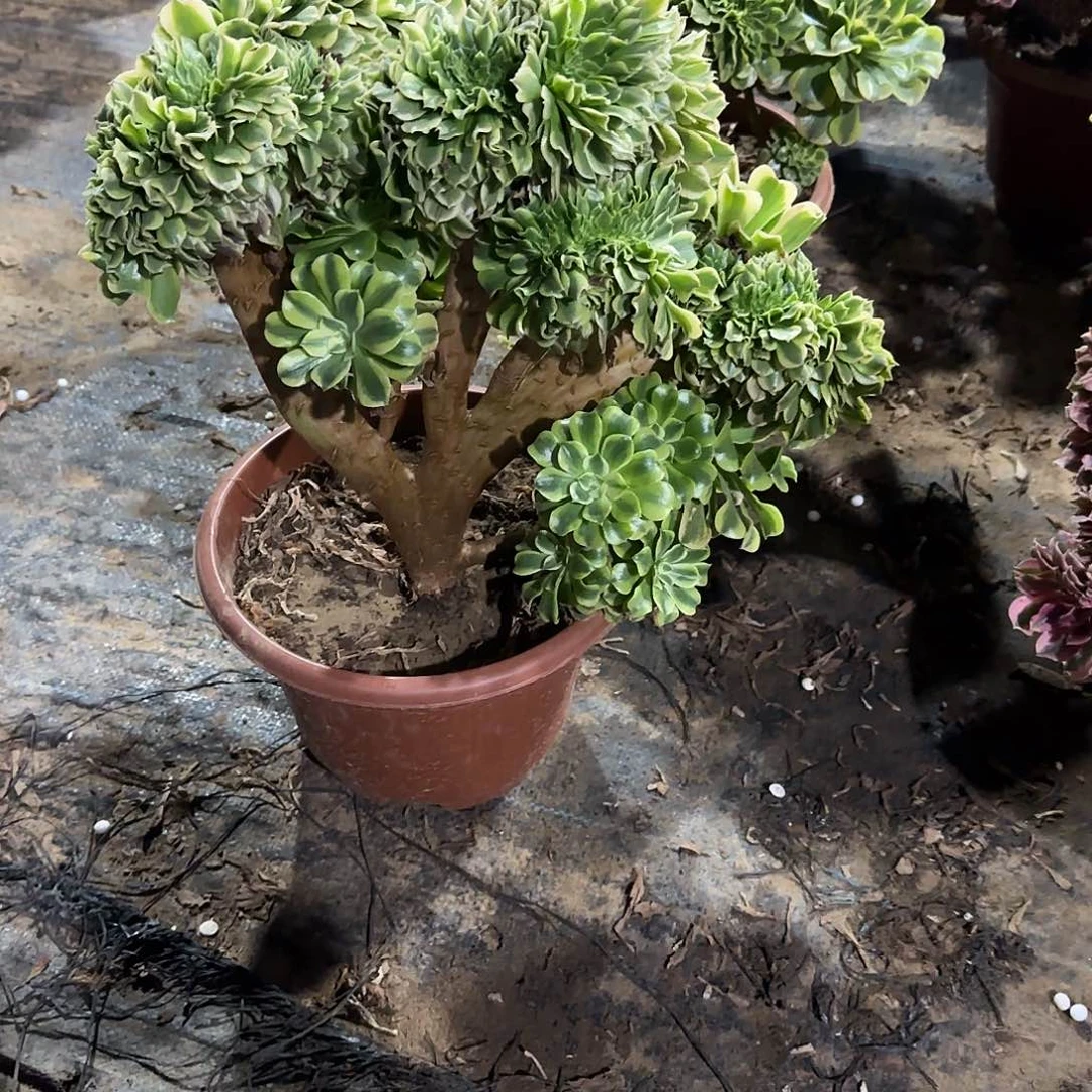 笑***生绿豆沙缀化脱土发货