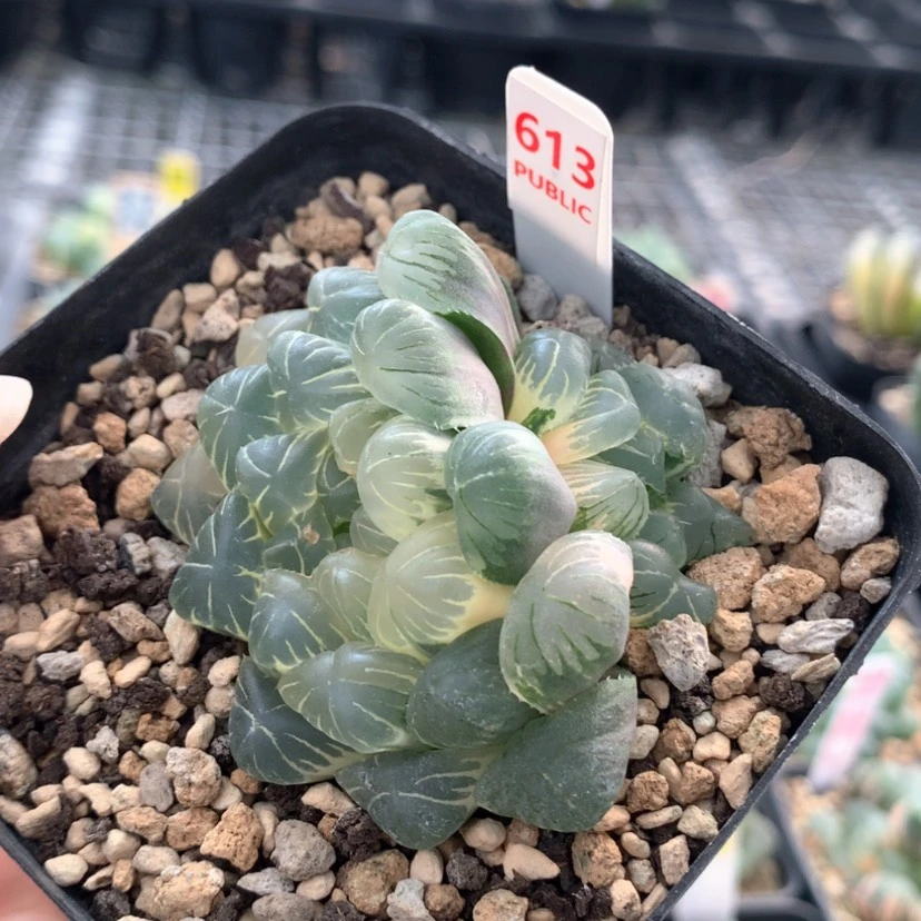 【闪购商品】613实生玉露