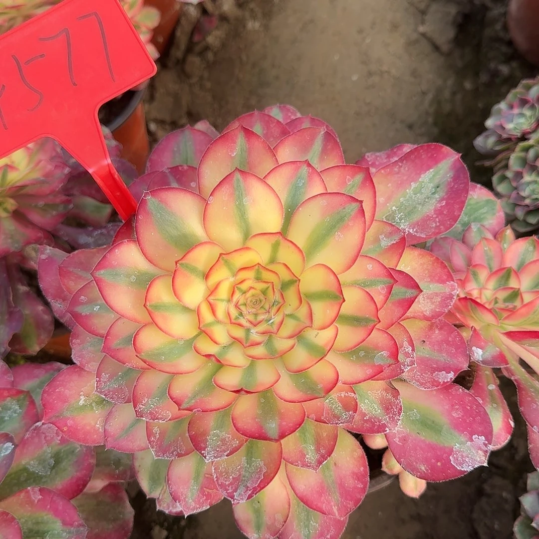 4577爱丽丝多肉法师