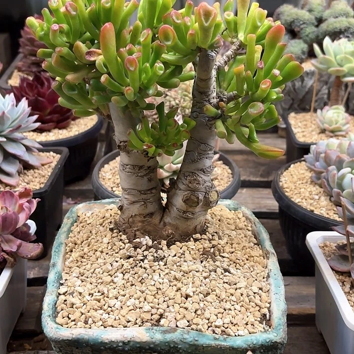 多肉植物，吸财树