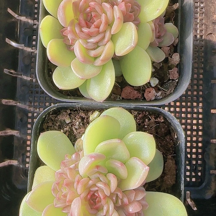 花时光精品多肉50