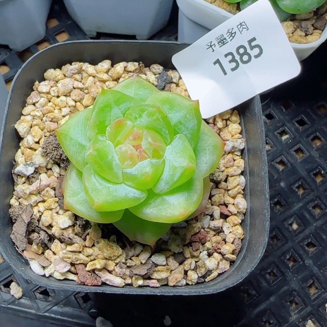 孤品珍妮，1385多肉植物