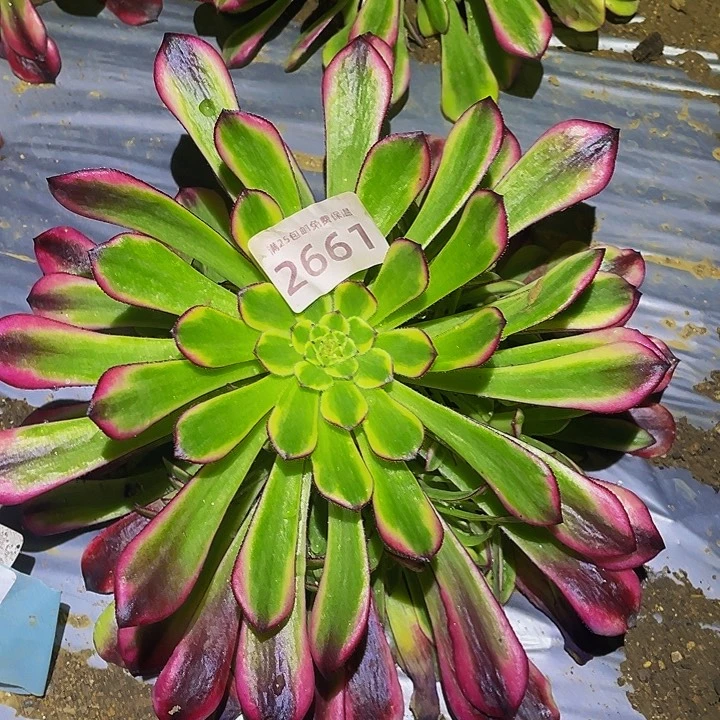 2661云墨多肉植物