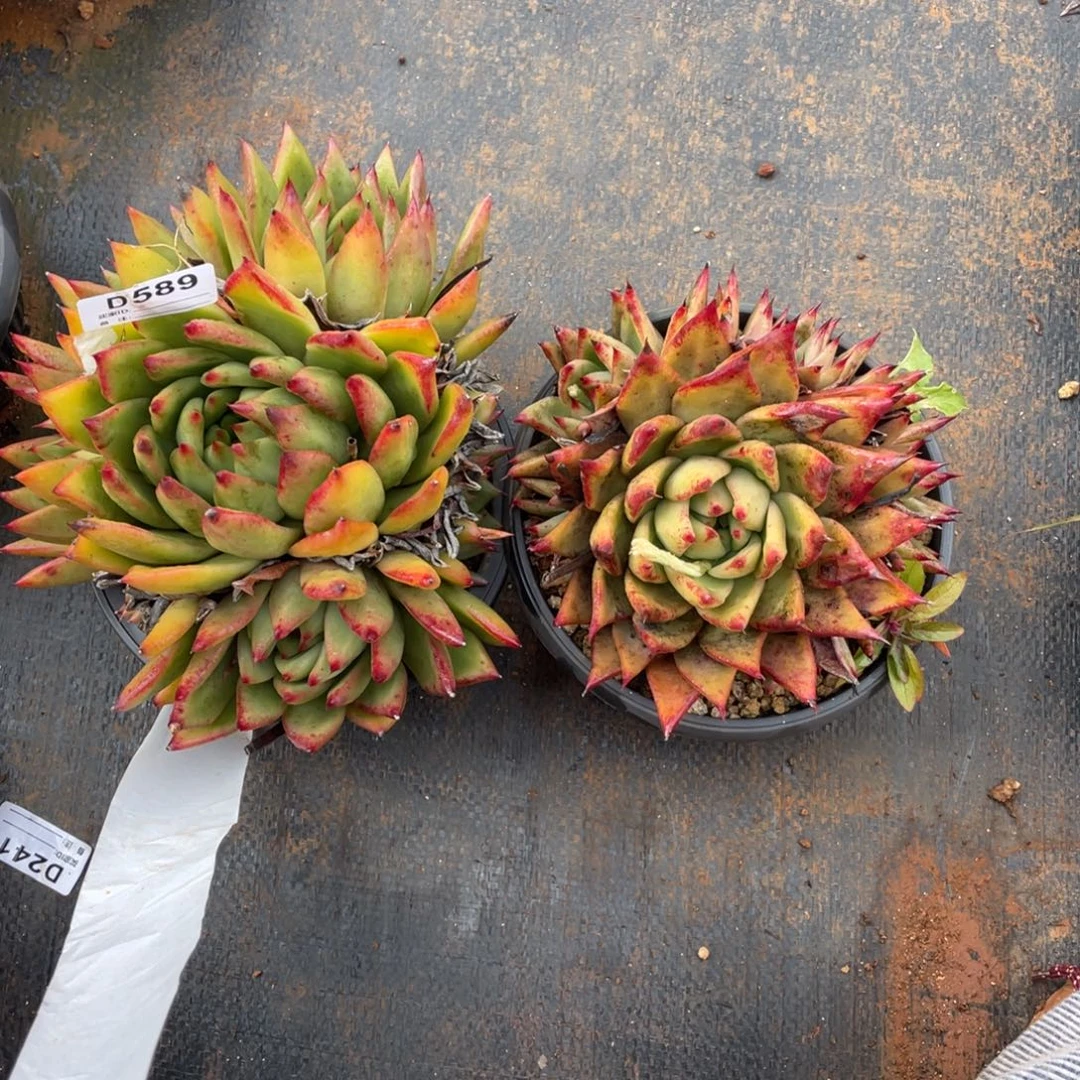 无花朵若如东云组拍D589