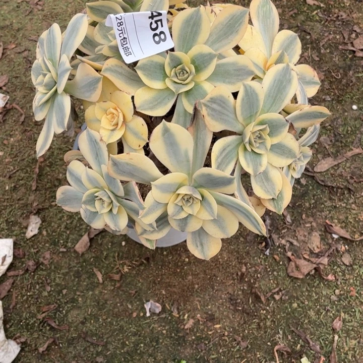 多肉植物灿烂法师458