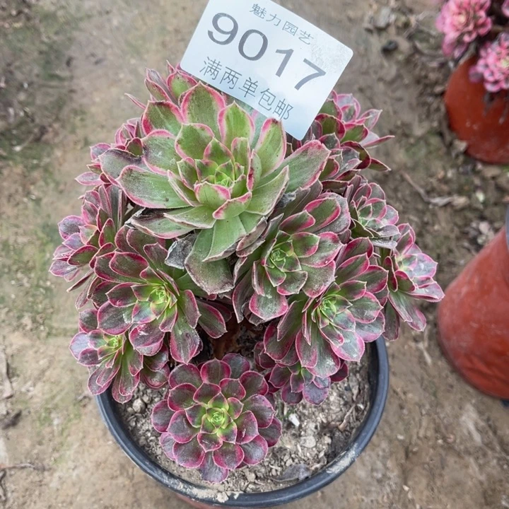 9017安娜多肉的人多