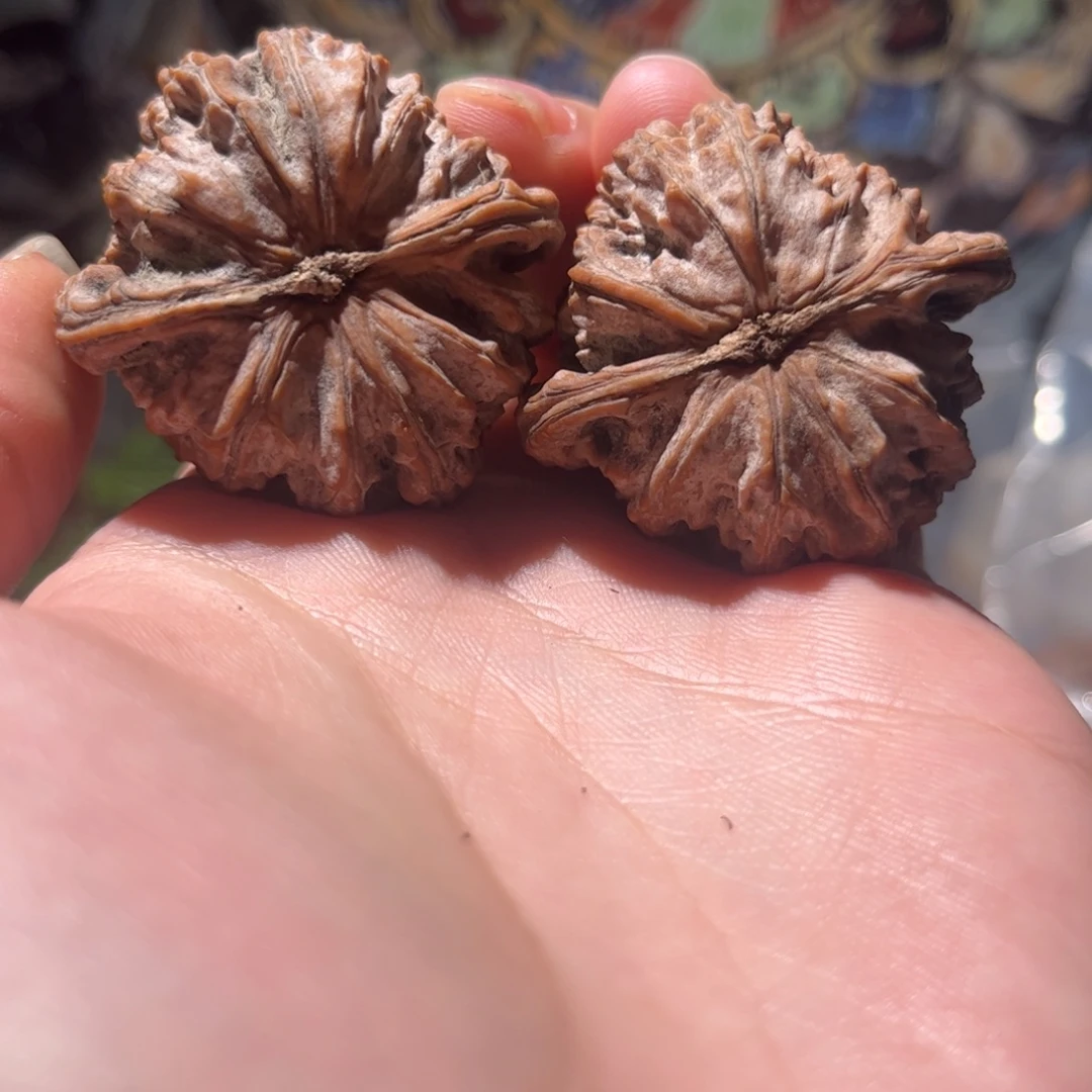 尚***迪木质42白狮子全品