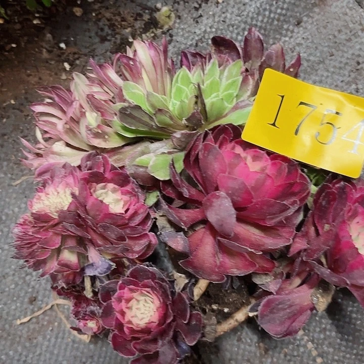 多肉植物福利来1754