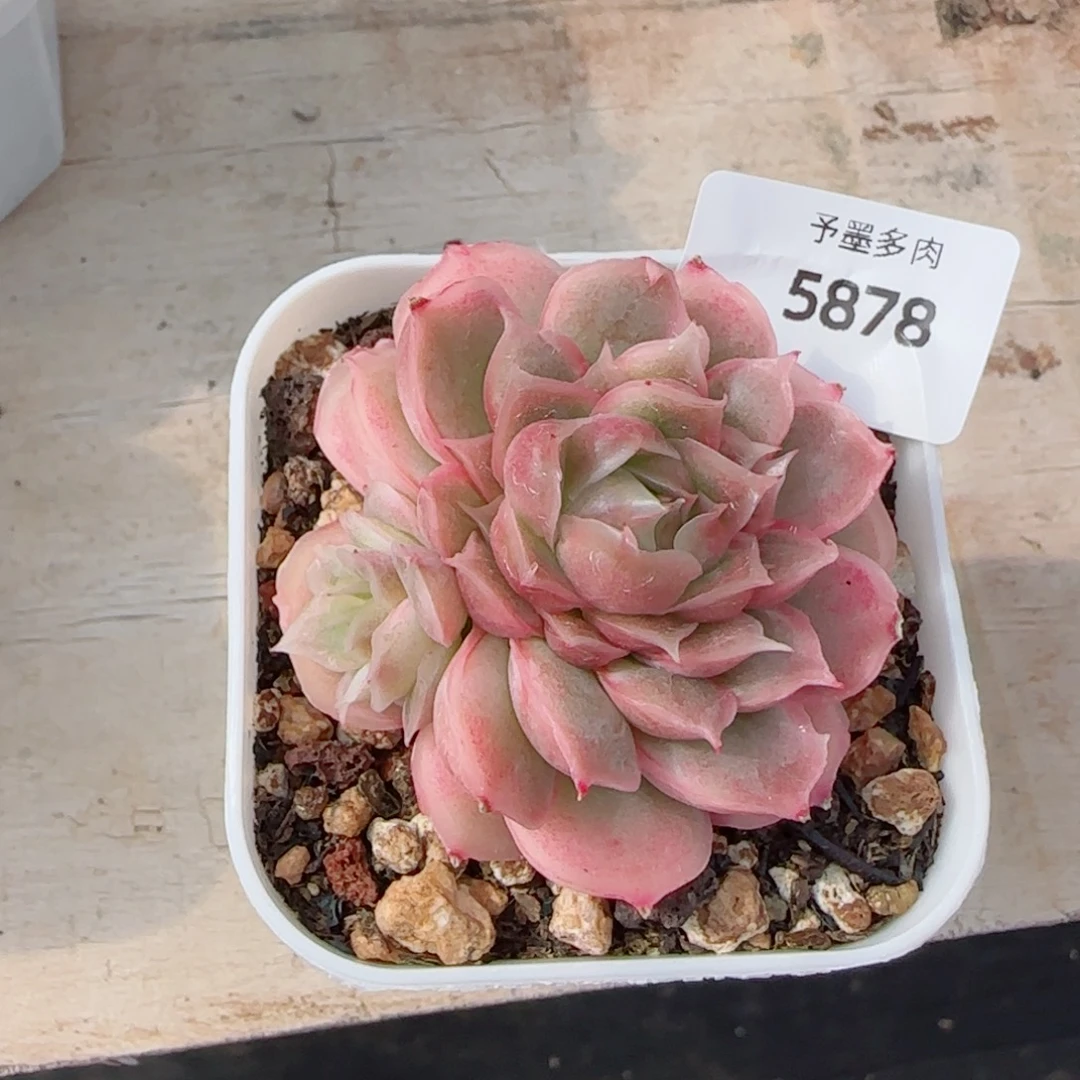 我***啊水晶虾饺，5878多肉植物