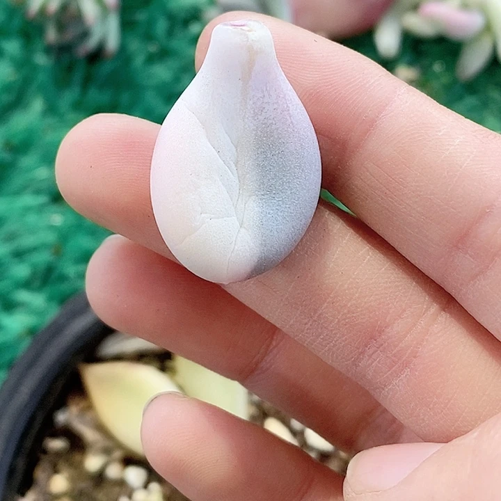 奶酪叶片一物一拍，