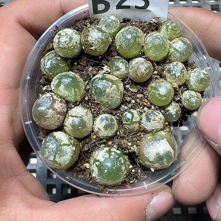 23 多肉植物多肉植物
