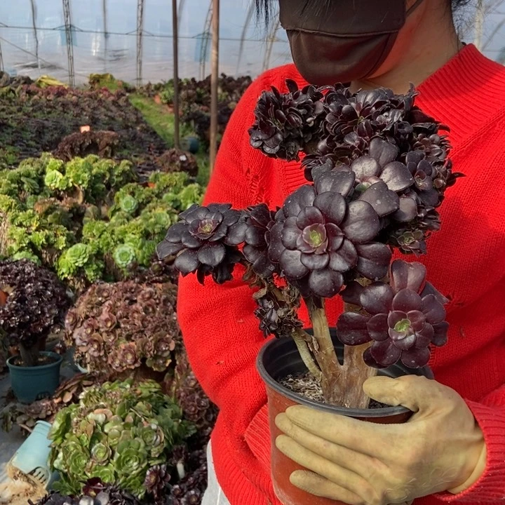 宸***奶312欧紫缀化老桩朵朵