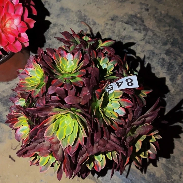 845朝霞多肉植物处理不售后