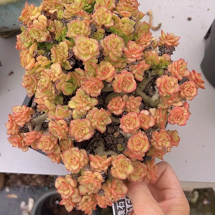蜡牡丹27160多肉植物
