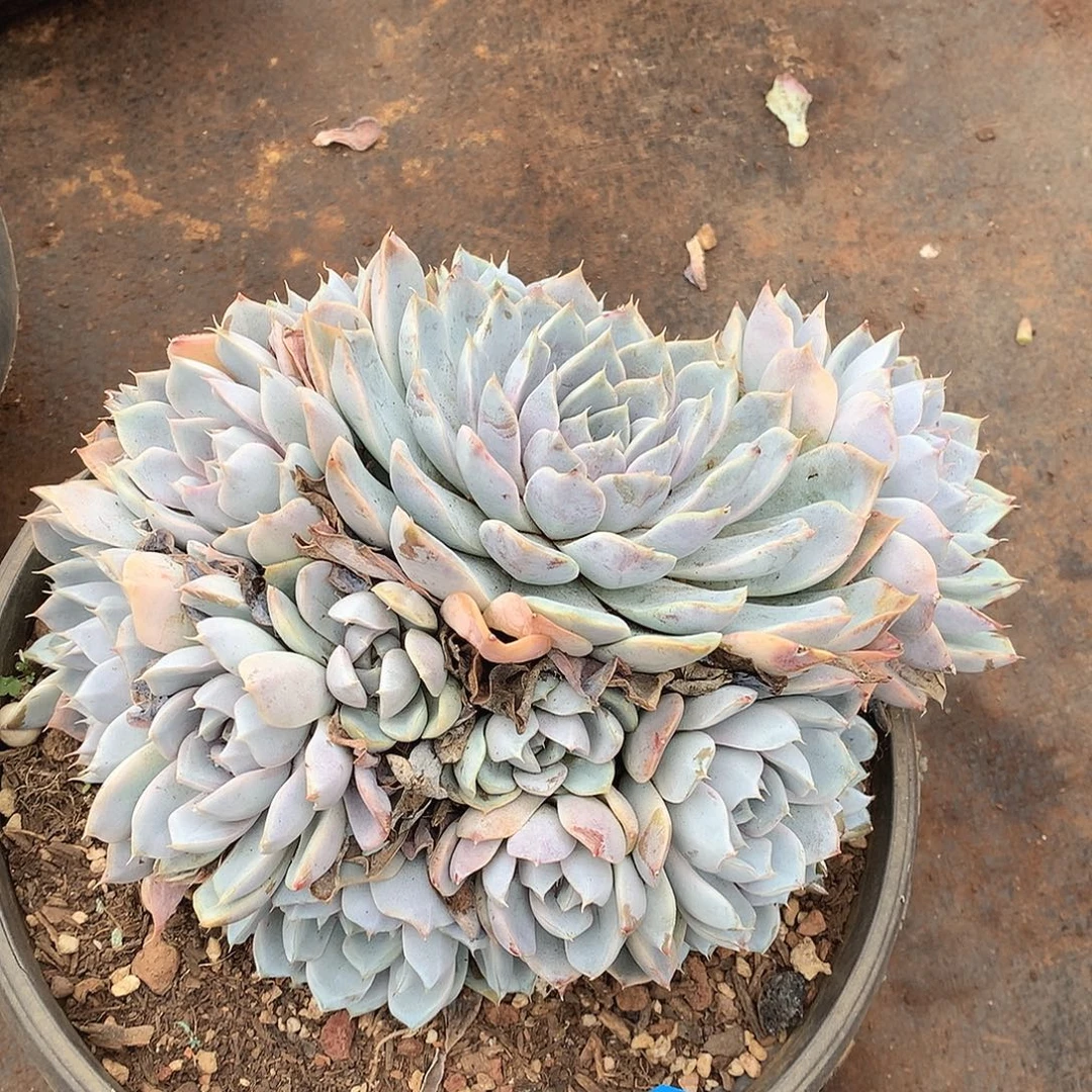 43雪兔一物一拍多肉