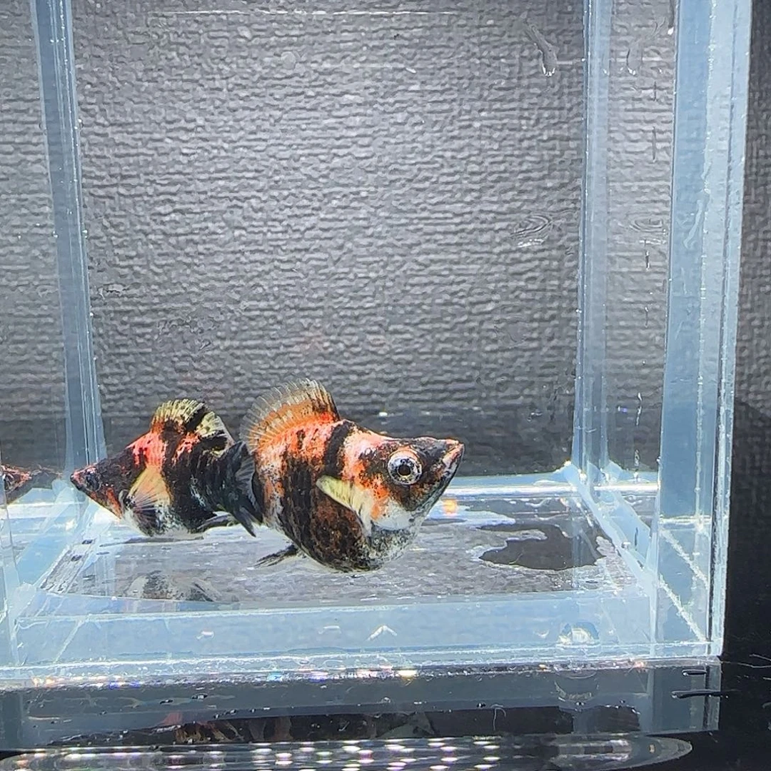 黑玛丽鱼油画老虎玛丽