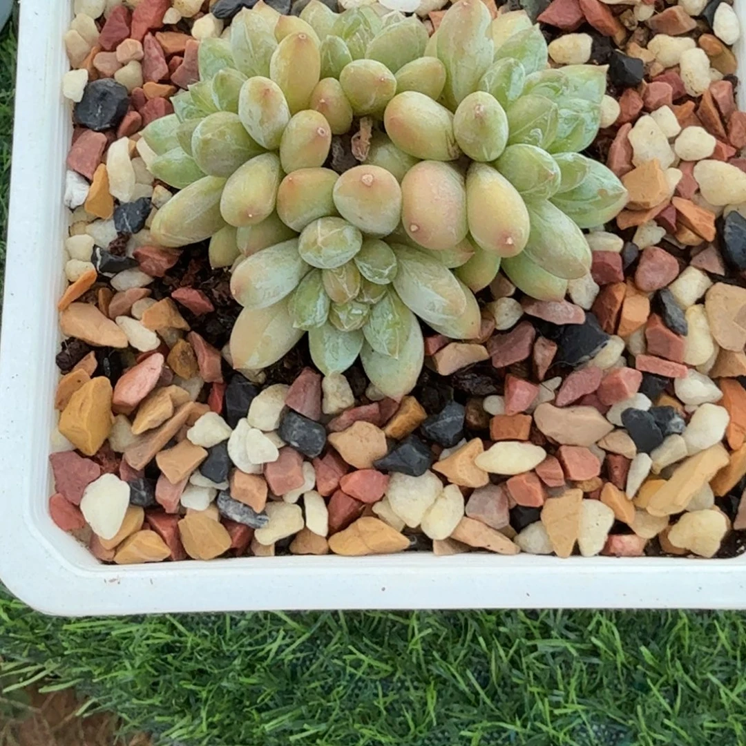 美人四头多肉植物
