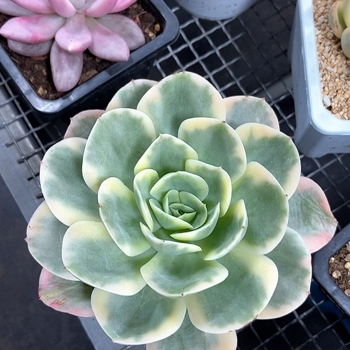 星娜塔锦多肉植物的