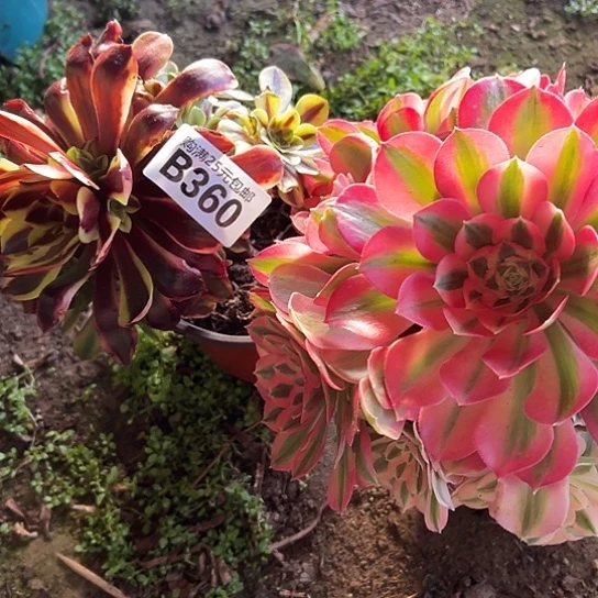 麦*糖多肉植物两个