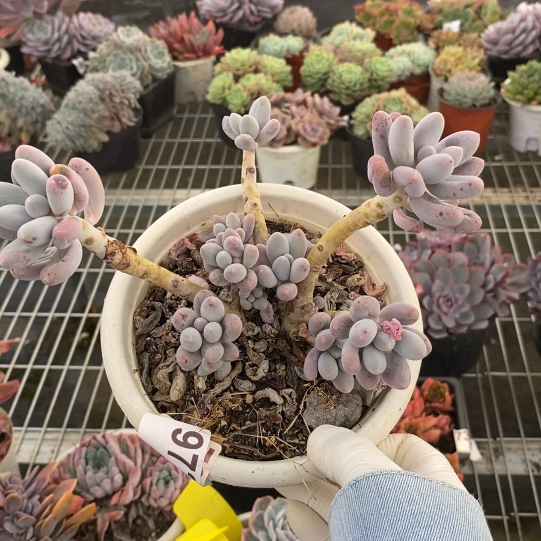 9731汤圆老桩一物一拍