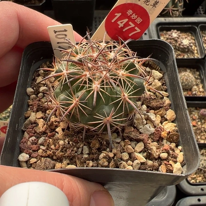 实生豪刺琥爪玉一棵仙人球