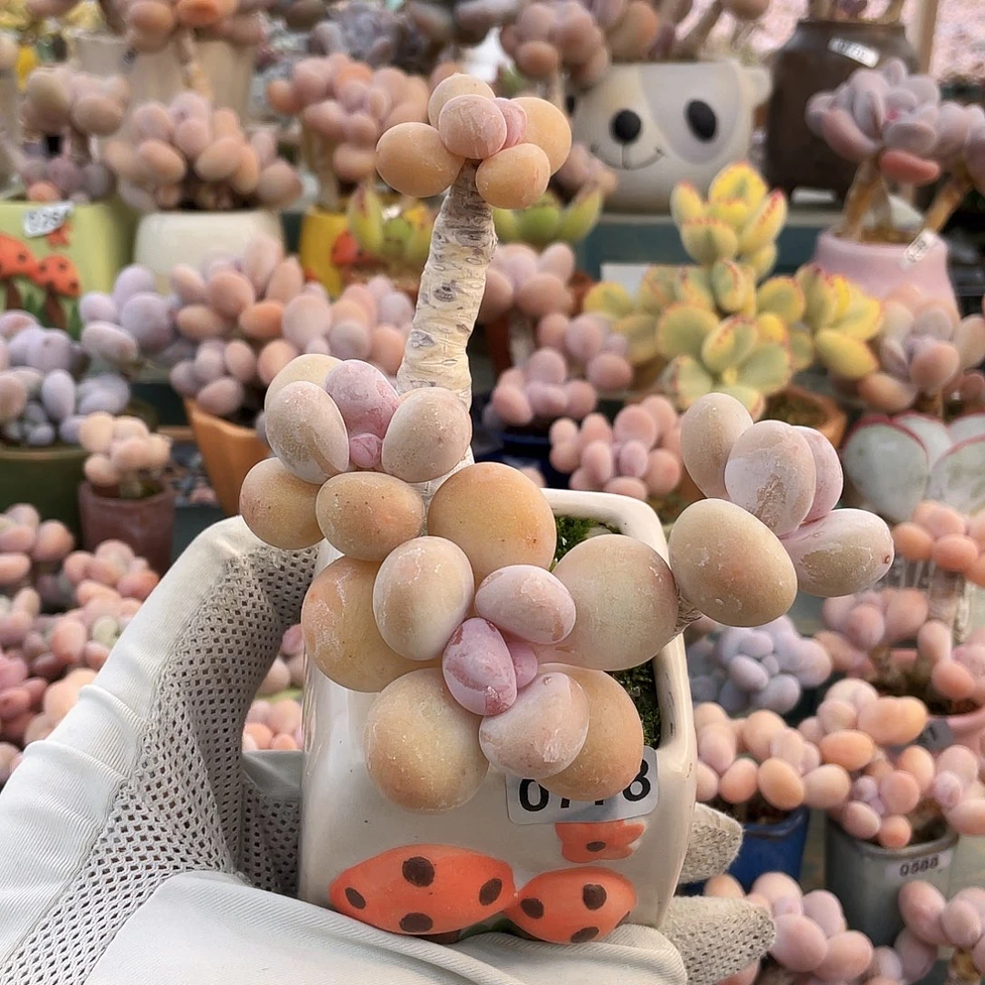 多肉植物的生长发育