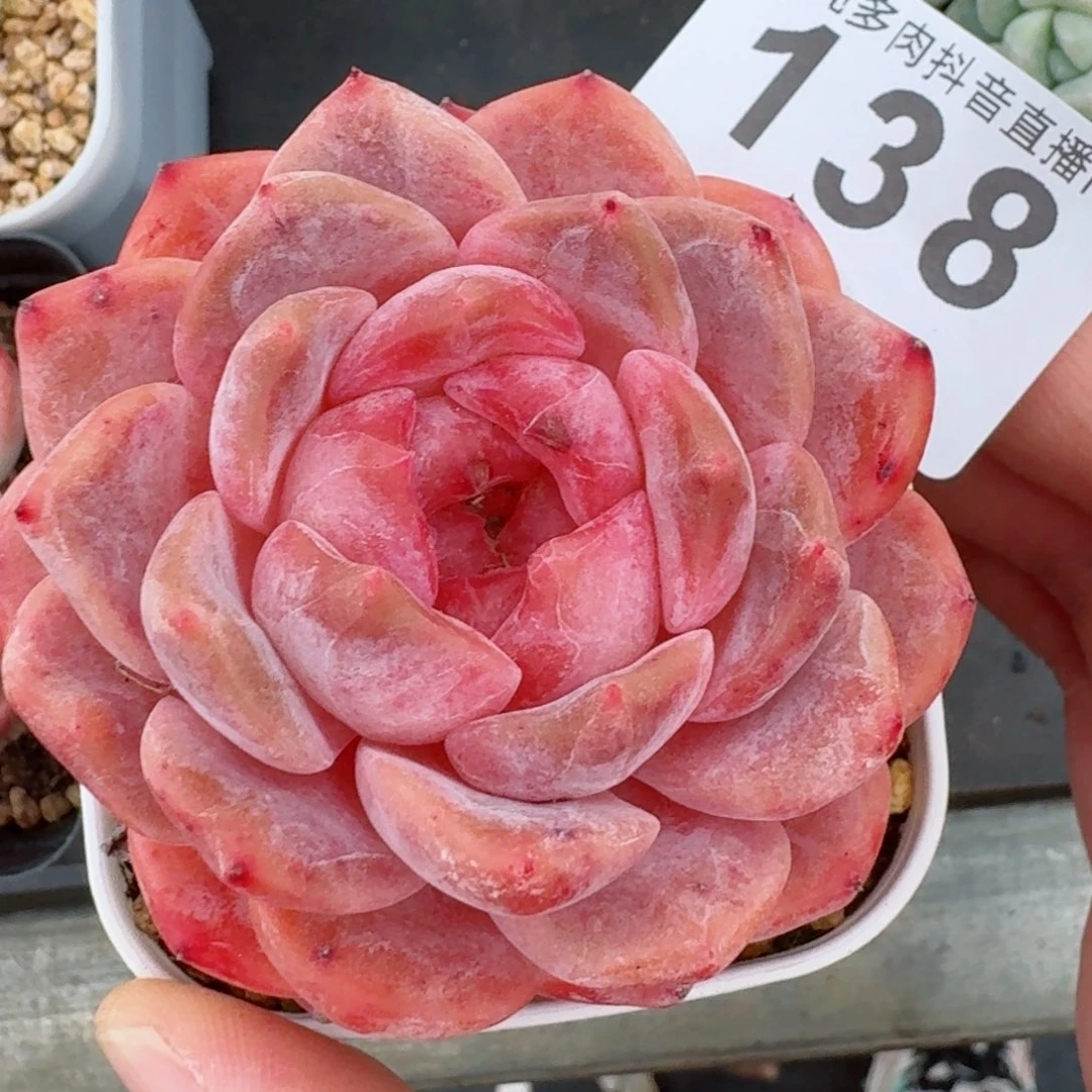 粉魄  开播福利捡漏随单发满58包邮